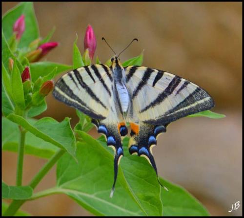 Réf. 186 092 : Iphiclides podalirius